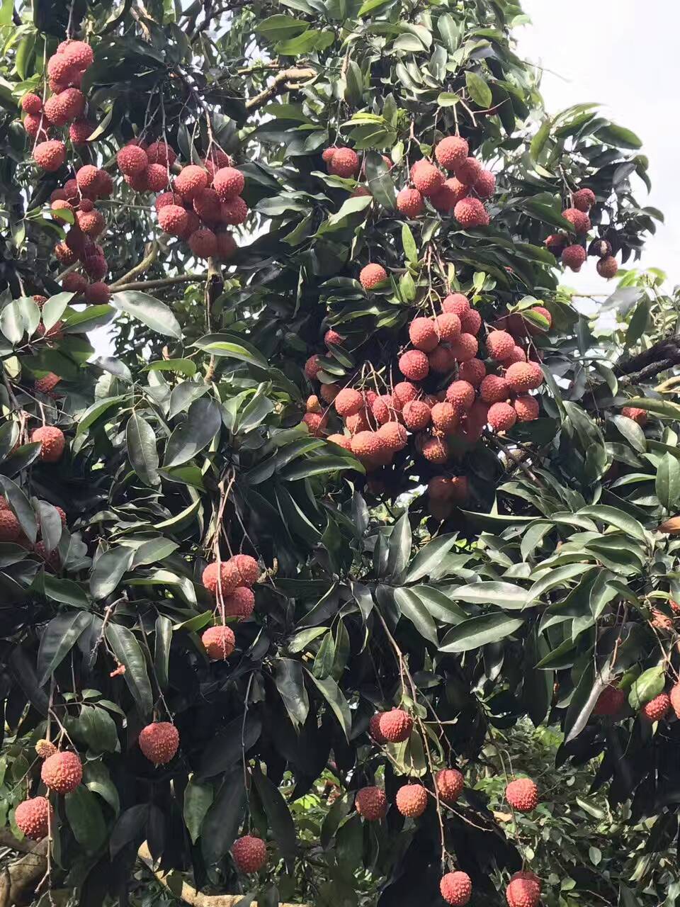 罗浮山荔枝 罗浮山一日游 荔枝成熟 的季节