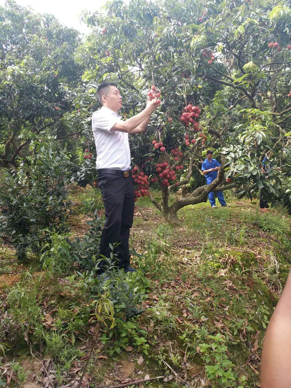 恒坤吴经理亲自采摘荔枝 罗浮山荔枝 熟满枝头